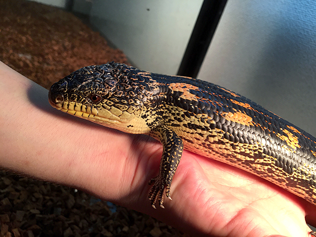 マダラアオジタトカゲ(12)