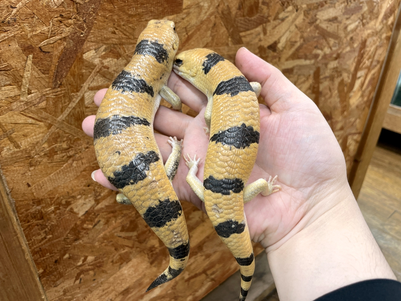 ピーターズバンデッドスキンク(4)