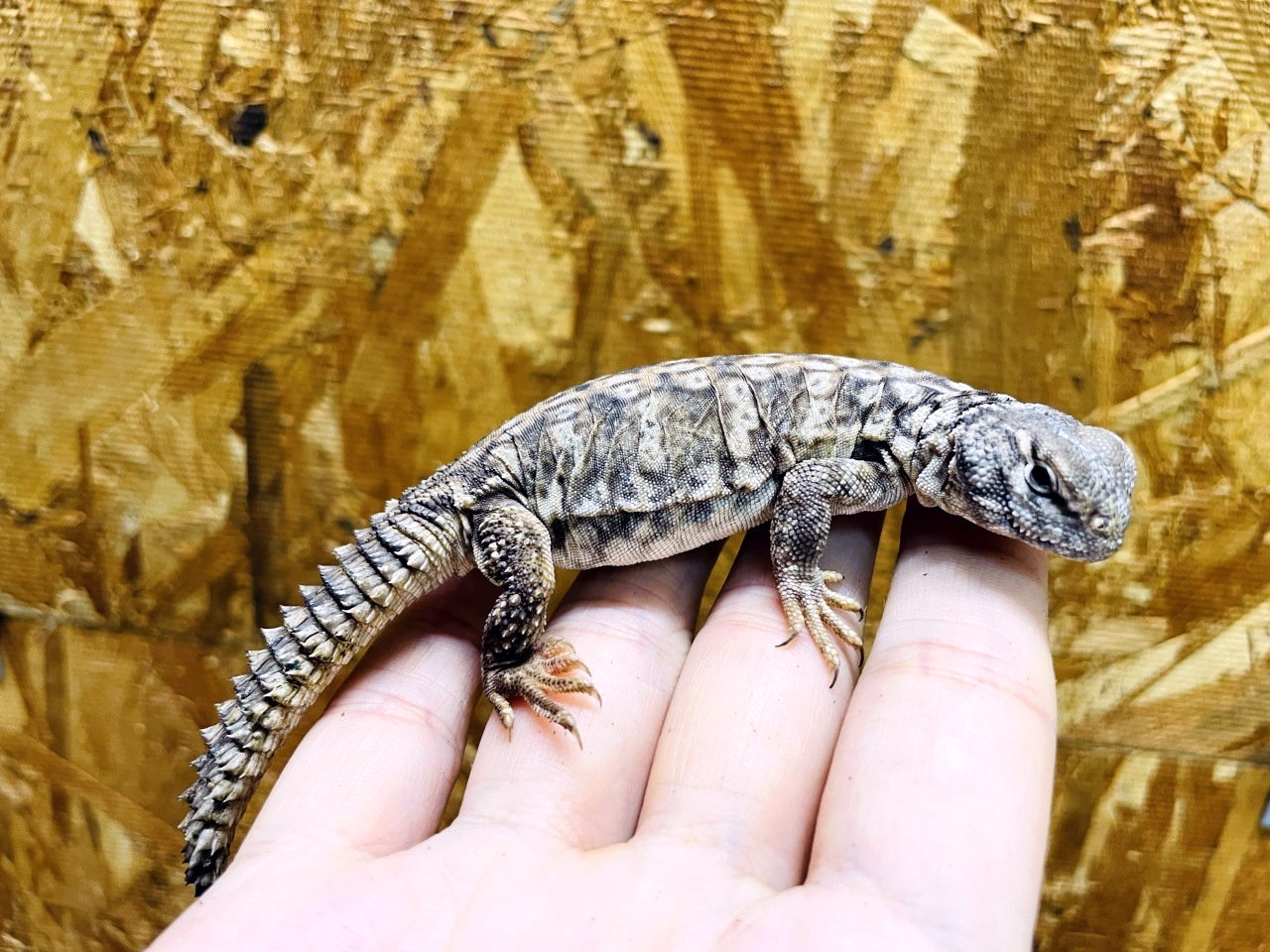 オビトゲオアガマ(8)