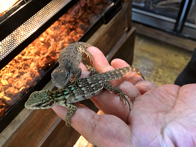 スベノドトゲオイグアナ スベノドトゲオイグアナ