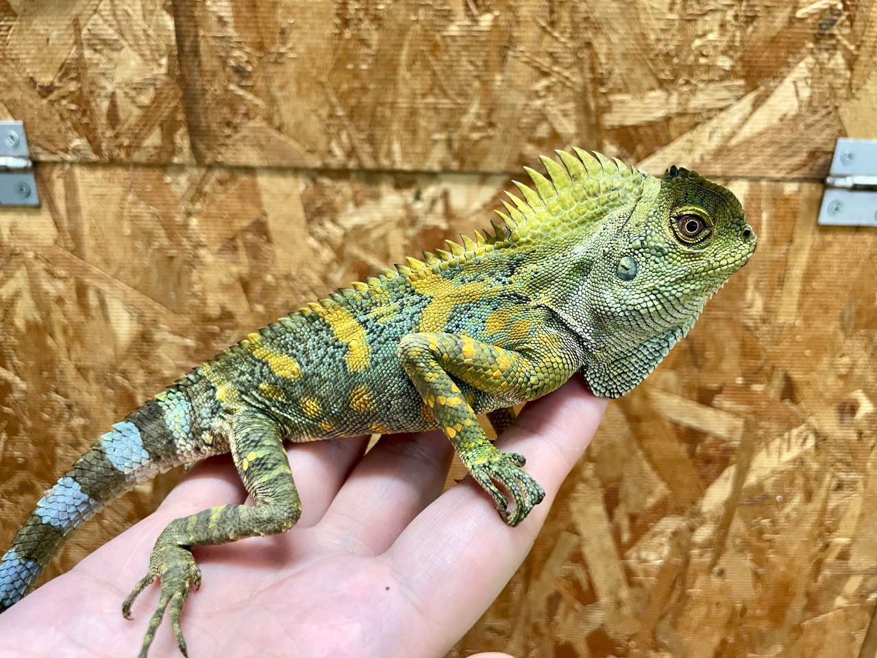 カメレオンモリドラゴン(5)