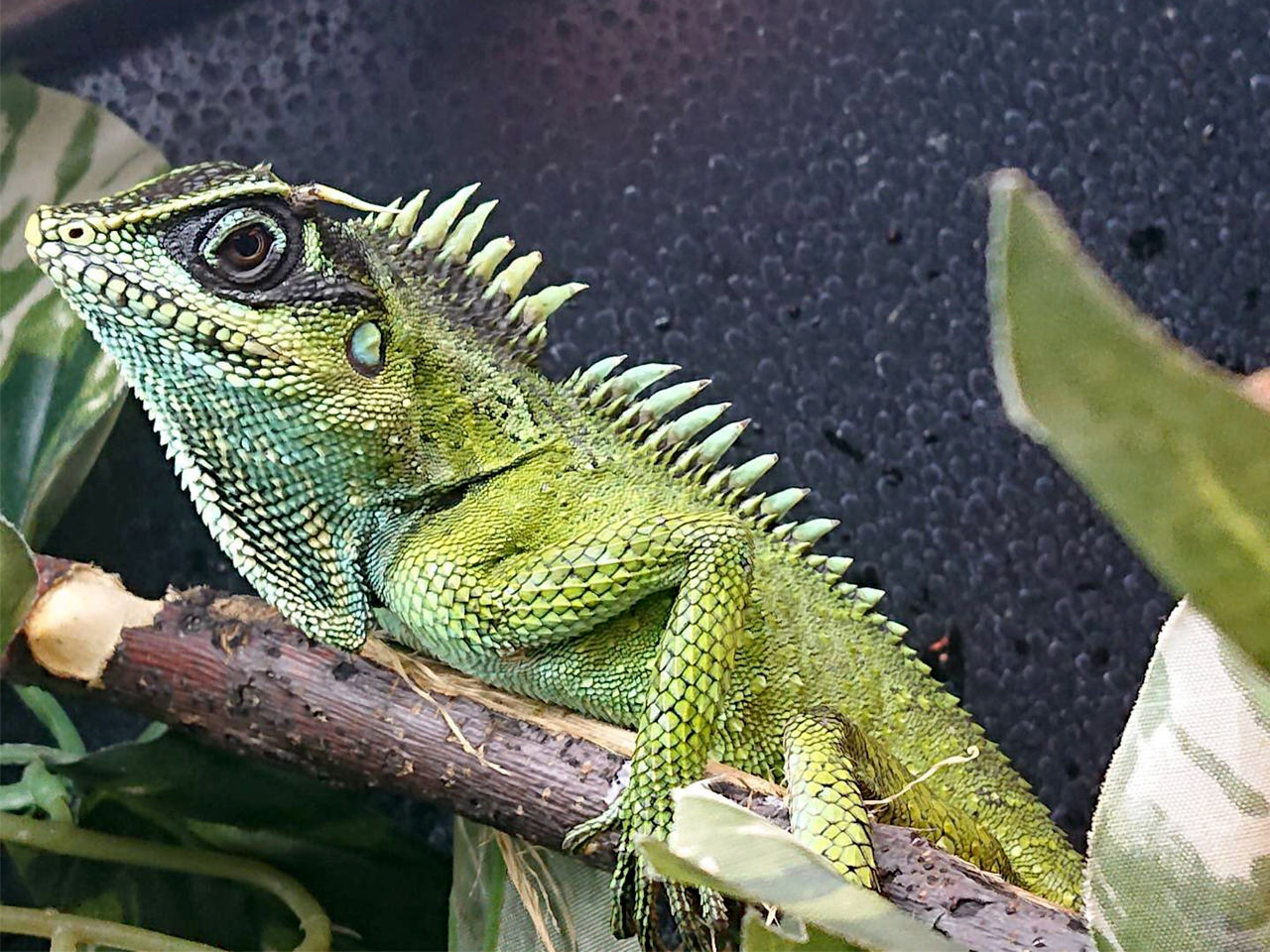 ナタリアクシトカゲ(1)