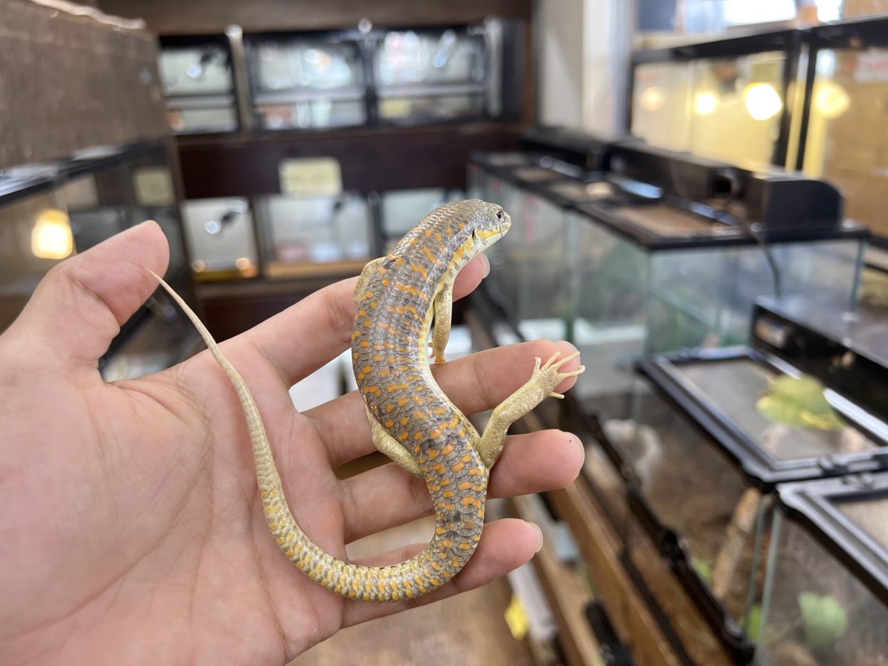 シュナイダースキンク(5)