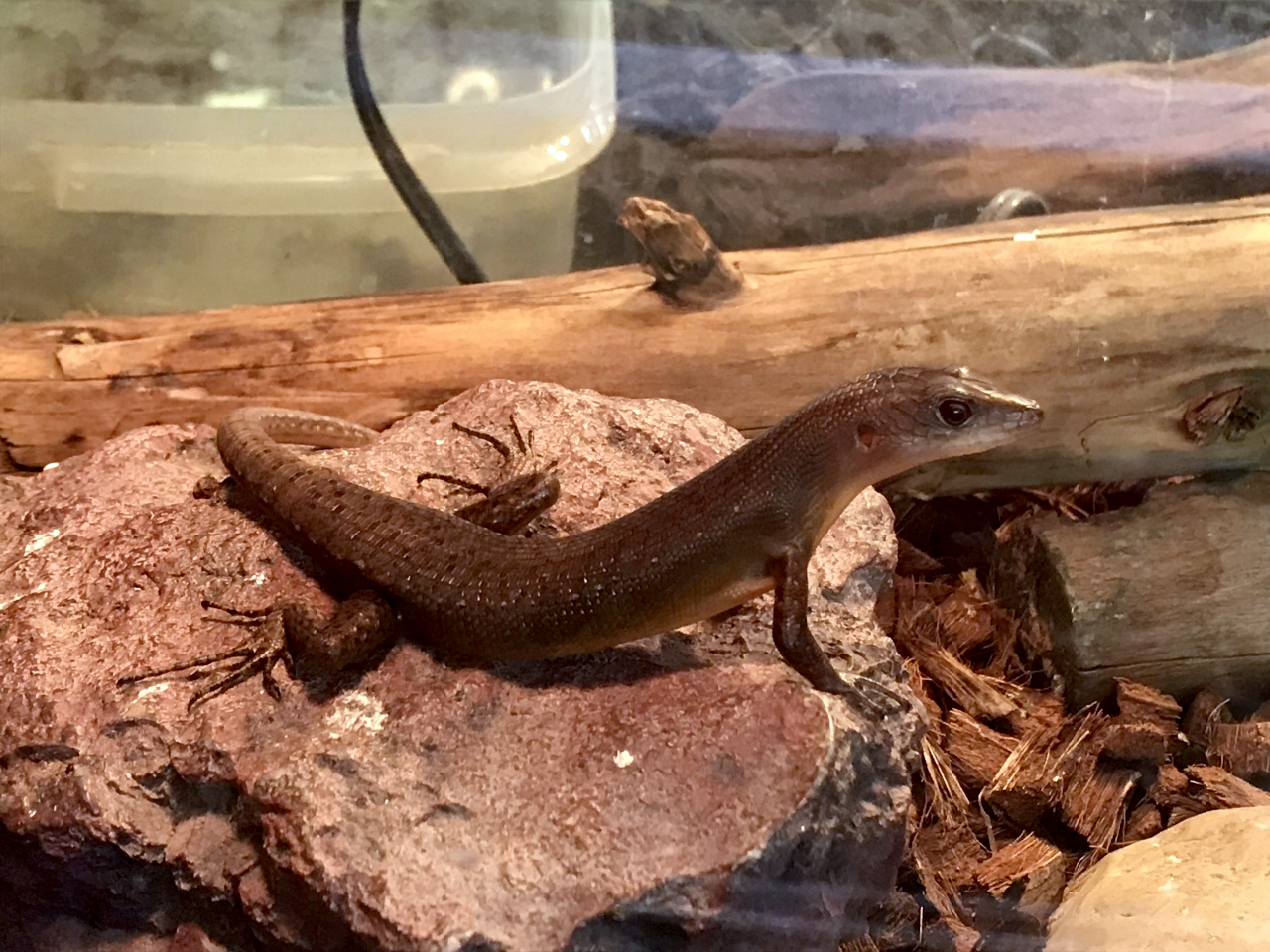 ブラックエモイア(2)