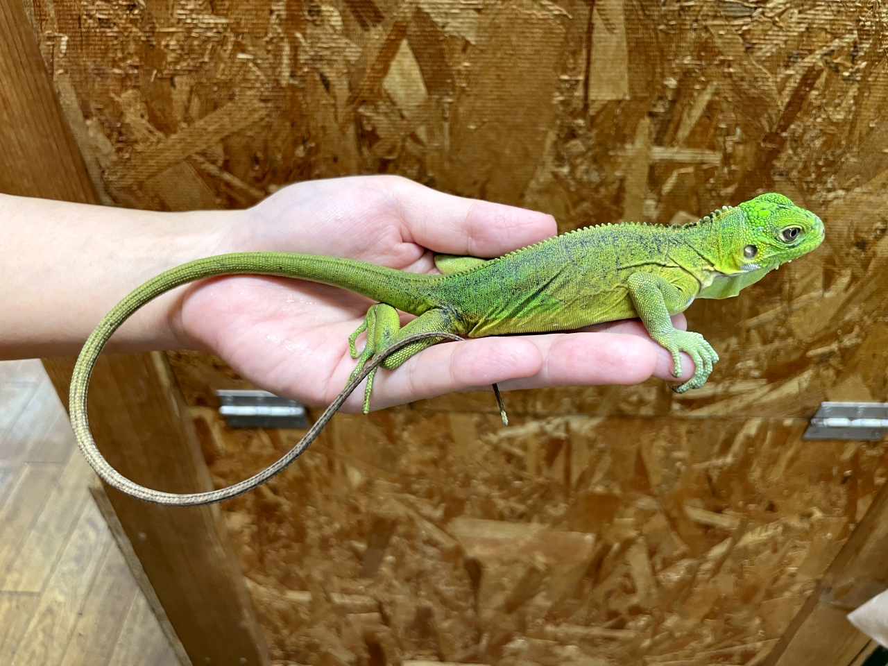 レッサーアンティルイグアナ(7)