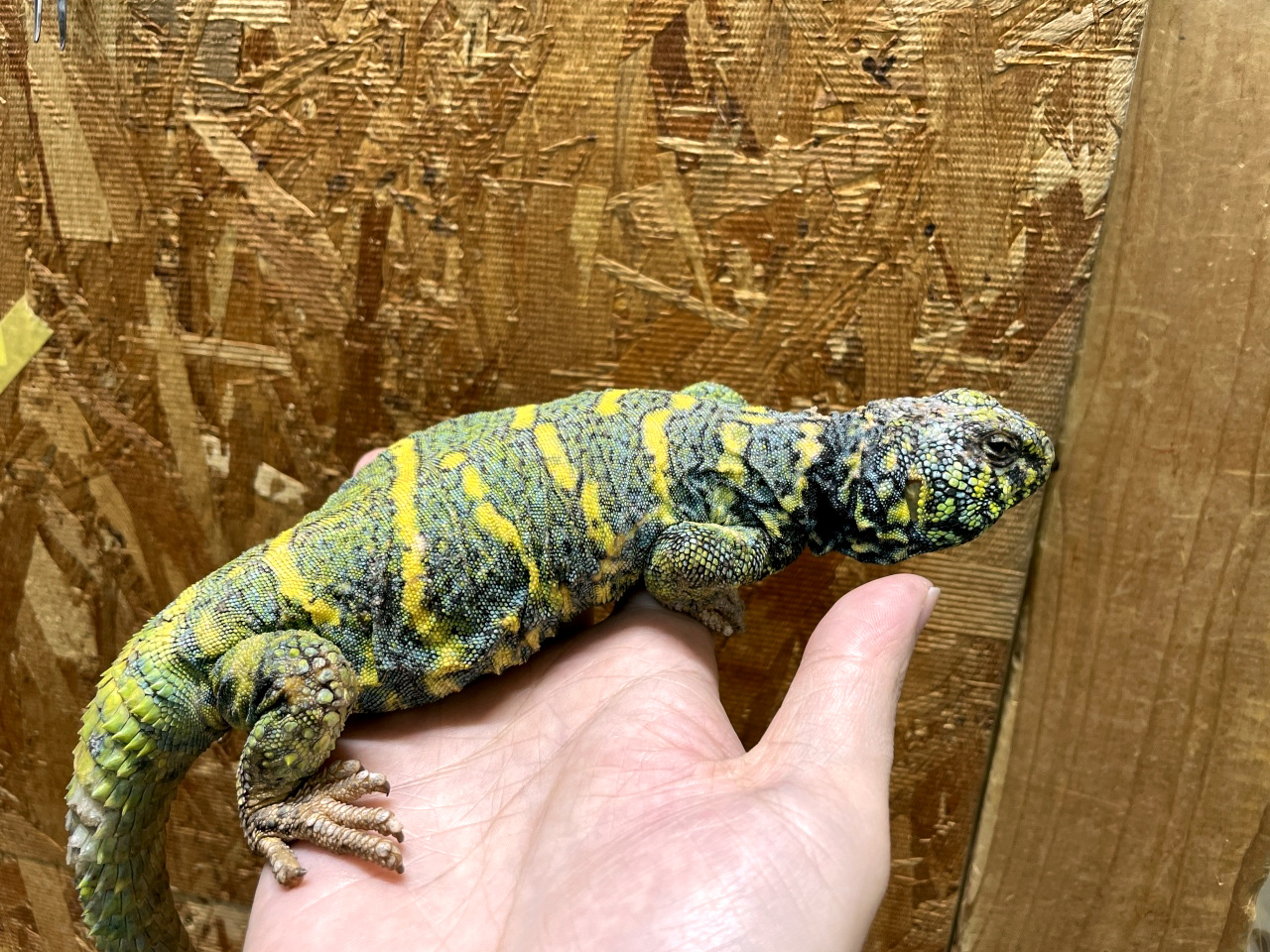 ニシキトゲオアガマ(9)