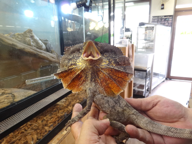 エリマキトカゲ(11)