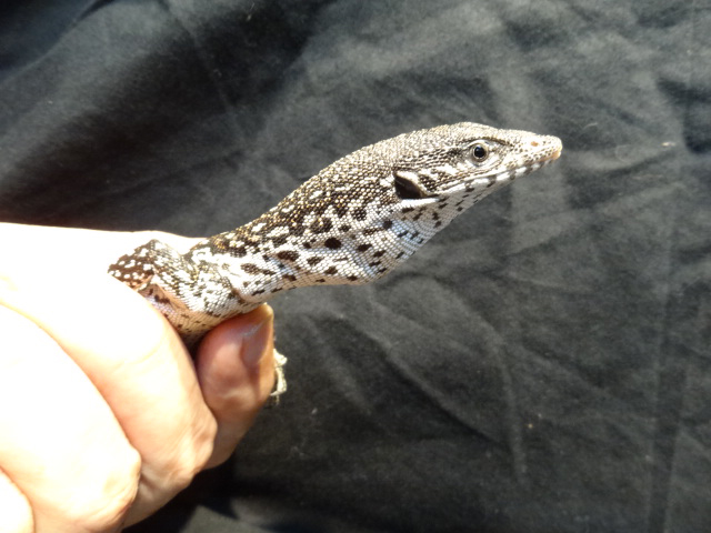 シミリスモニター(10)