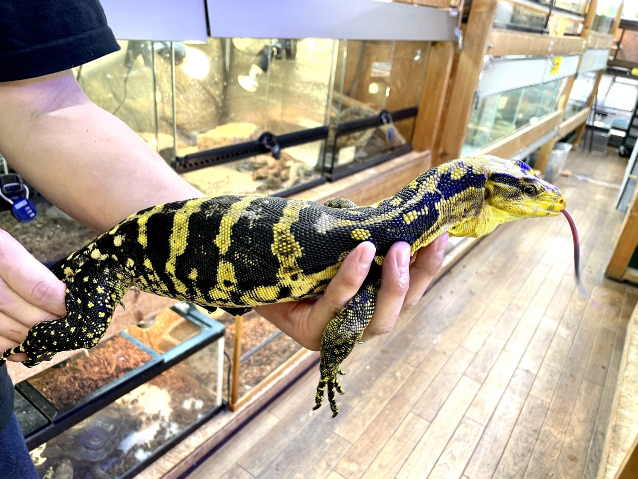 カミンギーモニター(8)