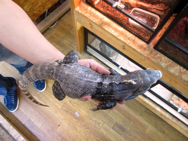 サンエステバントゲオイグアナ(10)