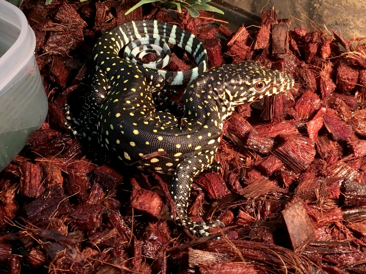 ブルーテールモニター(1)