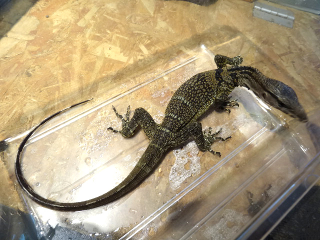 ラフネックモニター(12)