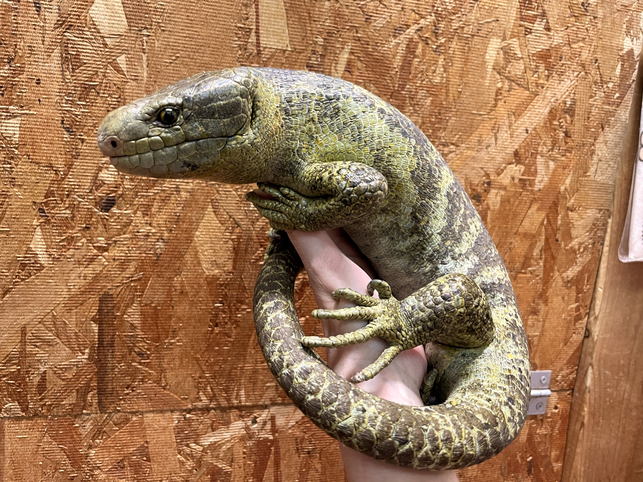 オマキトカゲ(1)