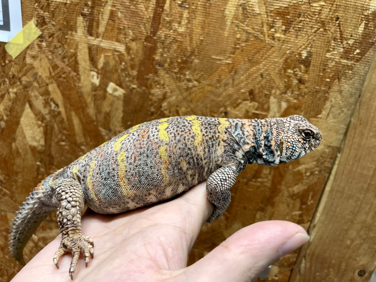 ニシキトゲオアガマ(6)