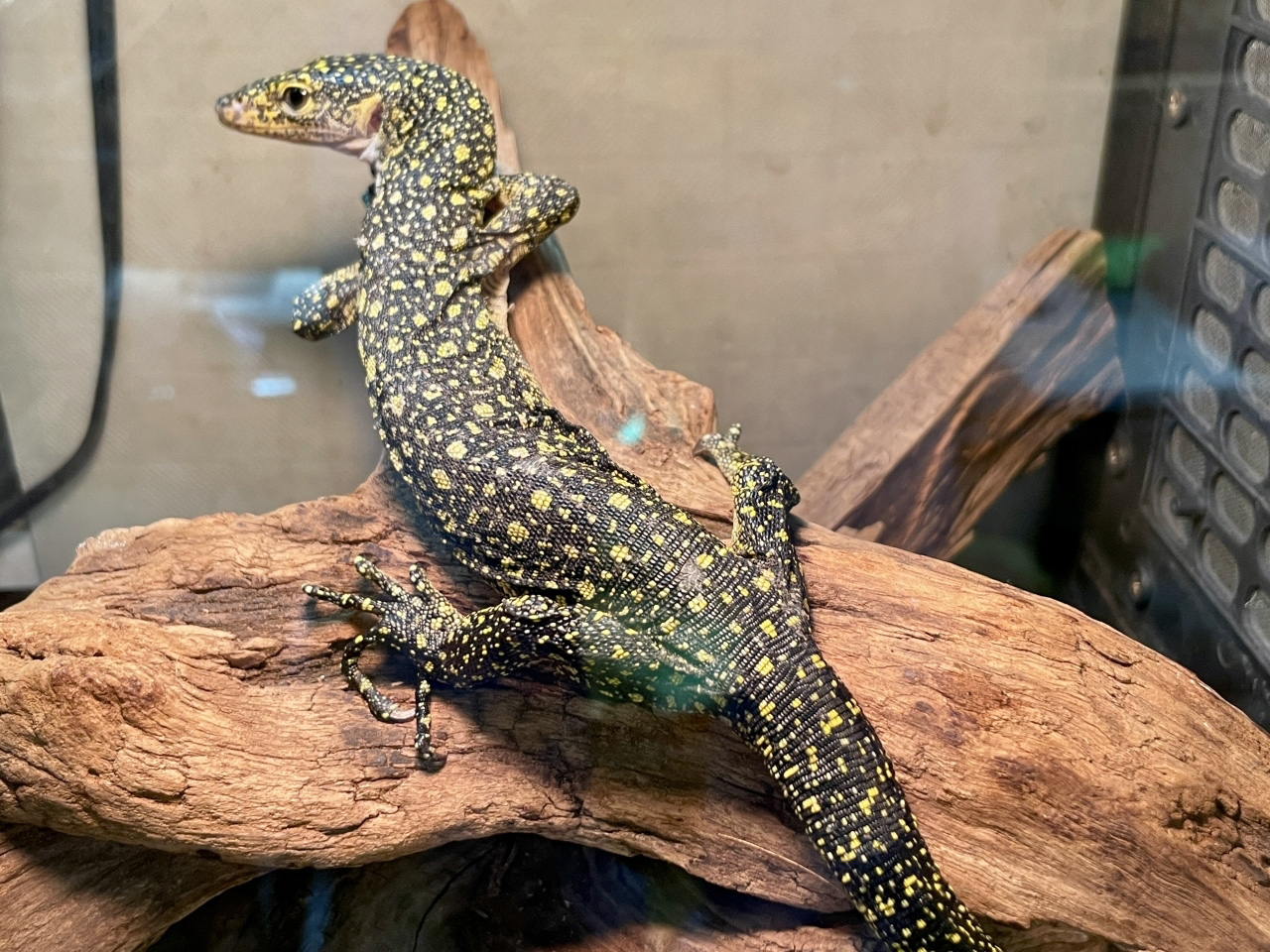 カイケチルモニター(1)