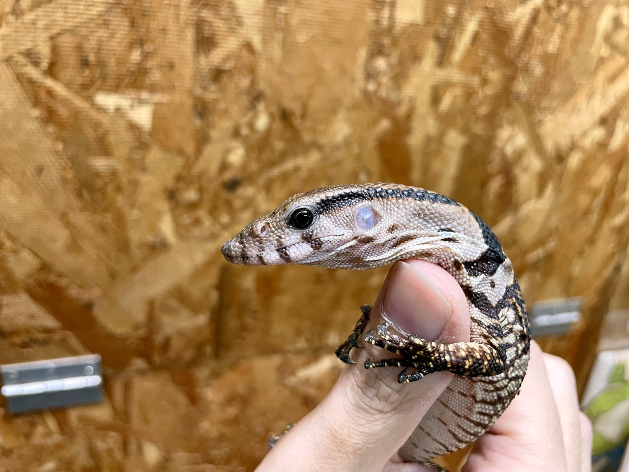 デュメリルモニター(7)