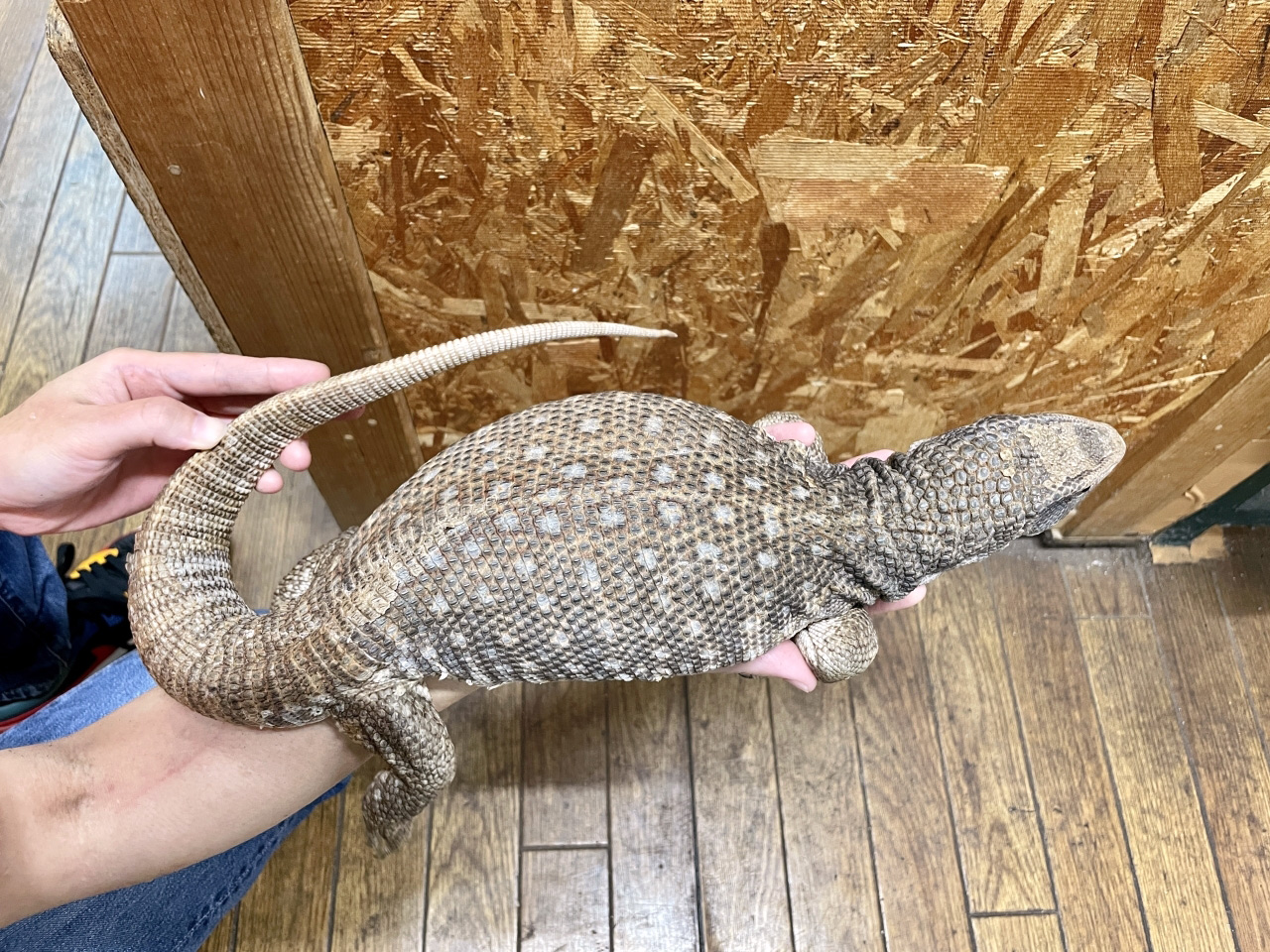 サバンナモニター(12)