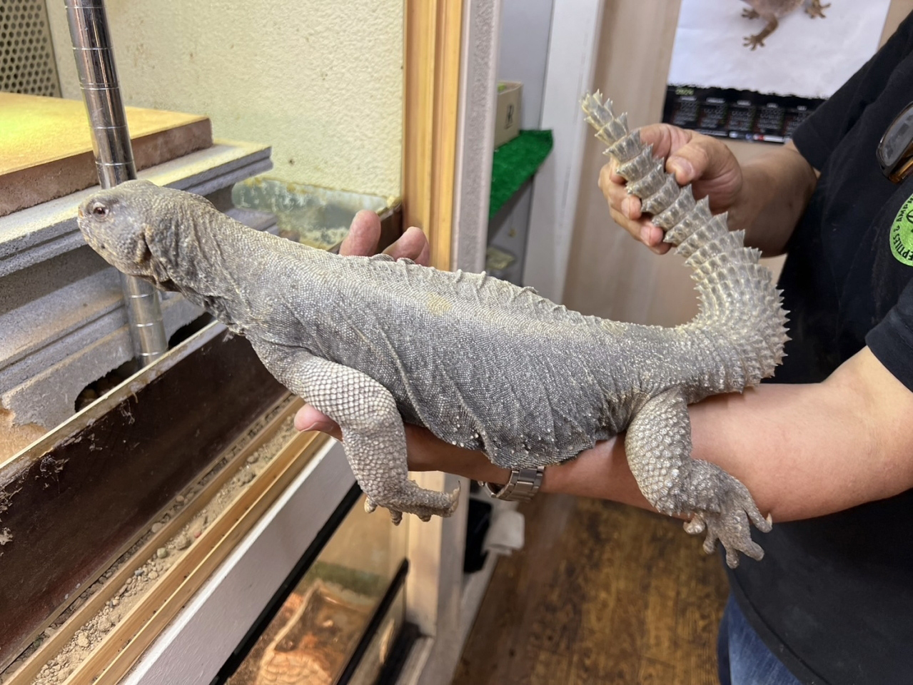 エジプトトゲオアガマ(2)