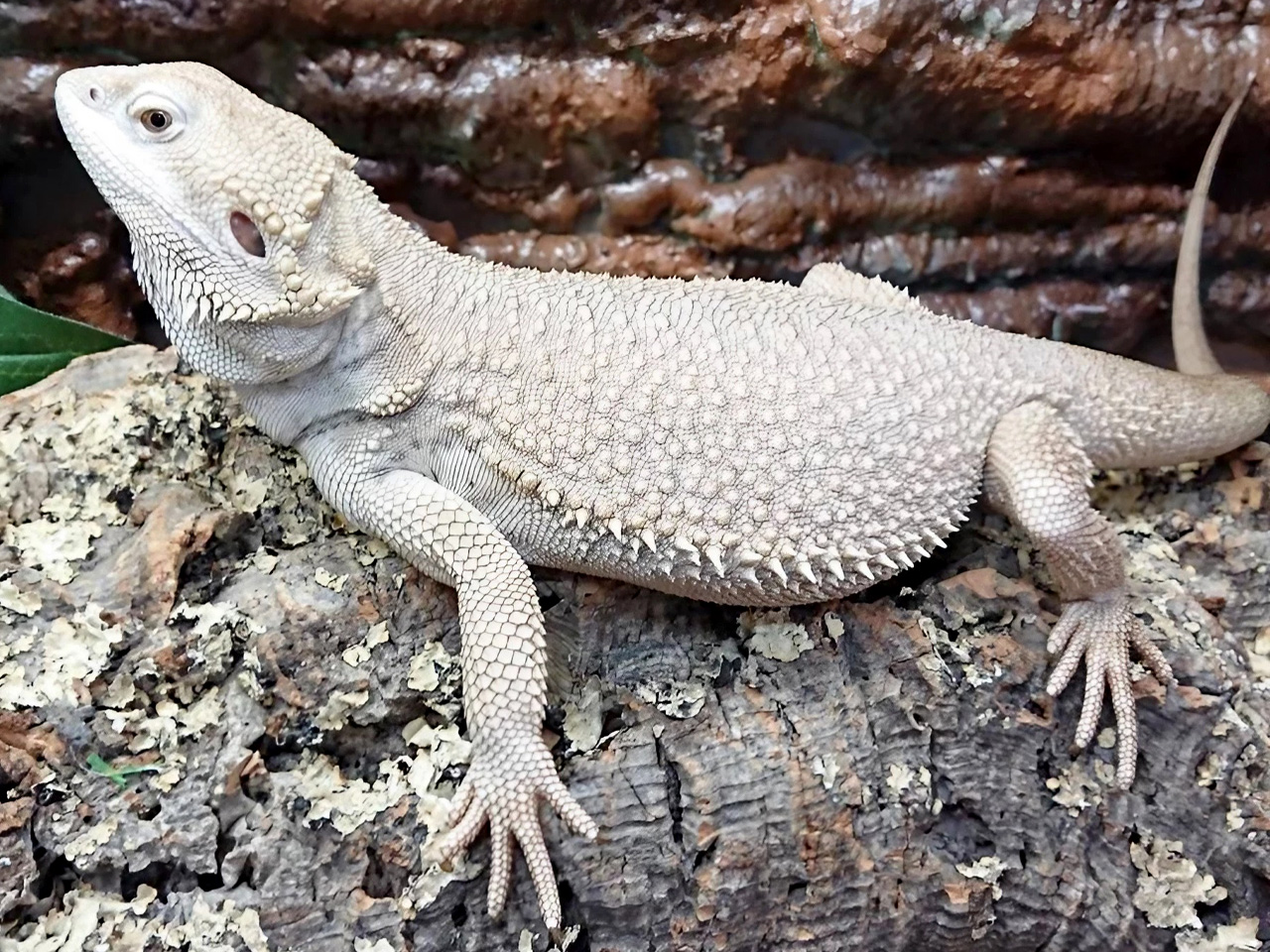 フトアゴヒゲトカゲ(7)