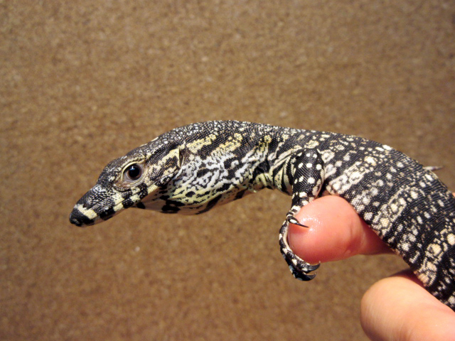 レースモニター(8)