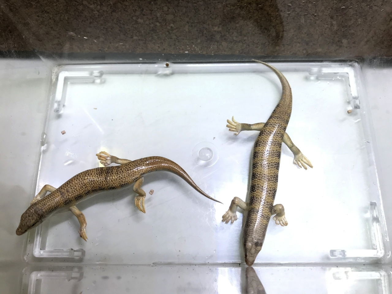 サンドフィッシュ(3)