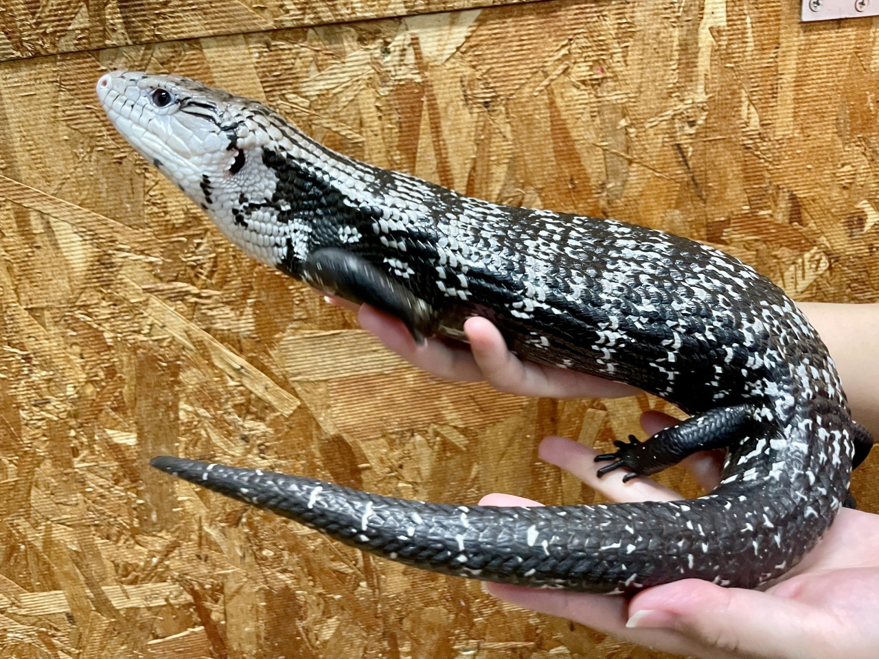 ハルマヘラアオジタトカゲ(10)