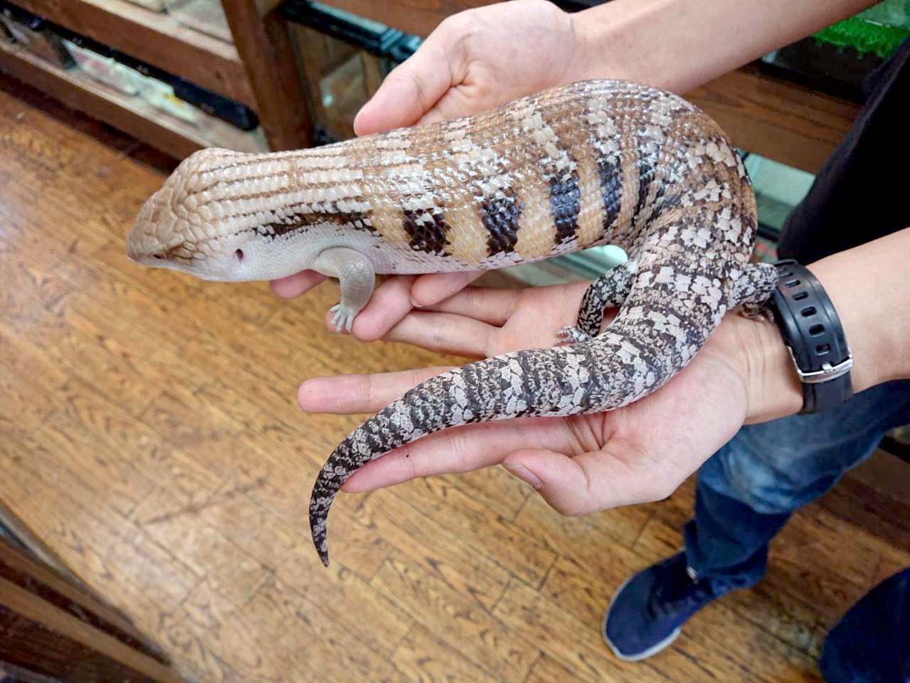 キタアオジタトカゲ(9)