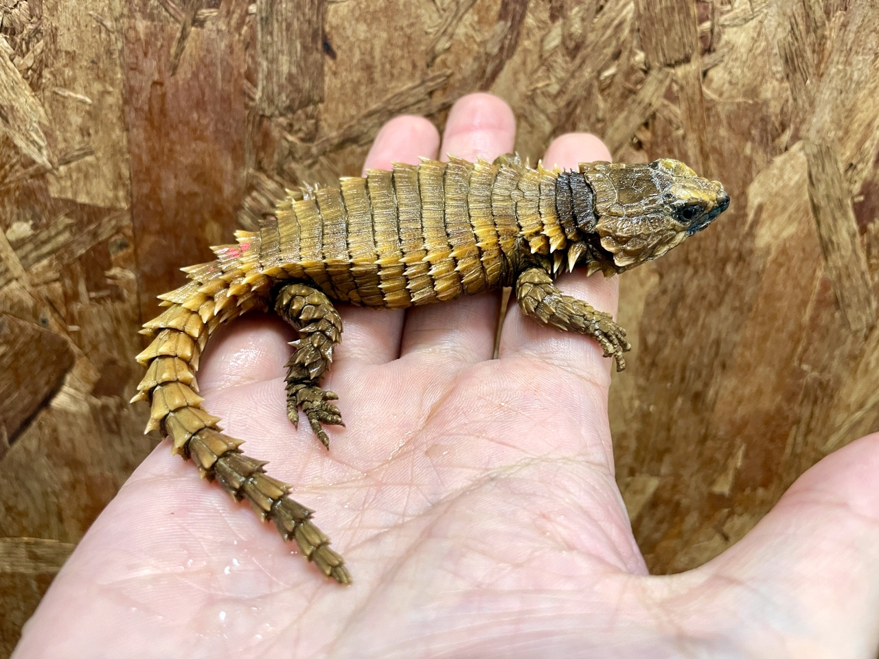 アルマジロトカゲ(9)