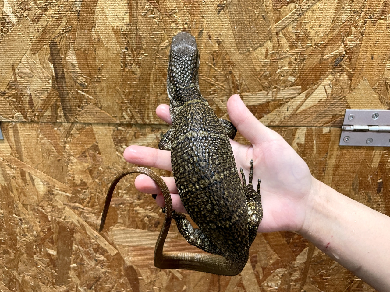 デュメリルモニター(3)