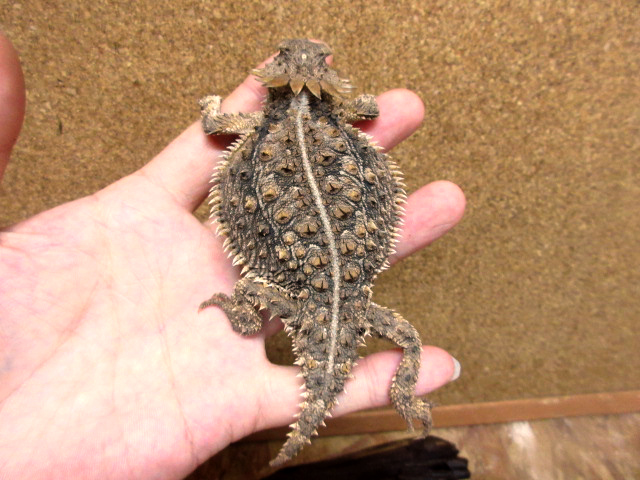 リーガルツノトカゲ(6)