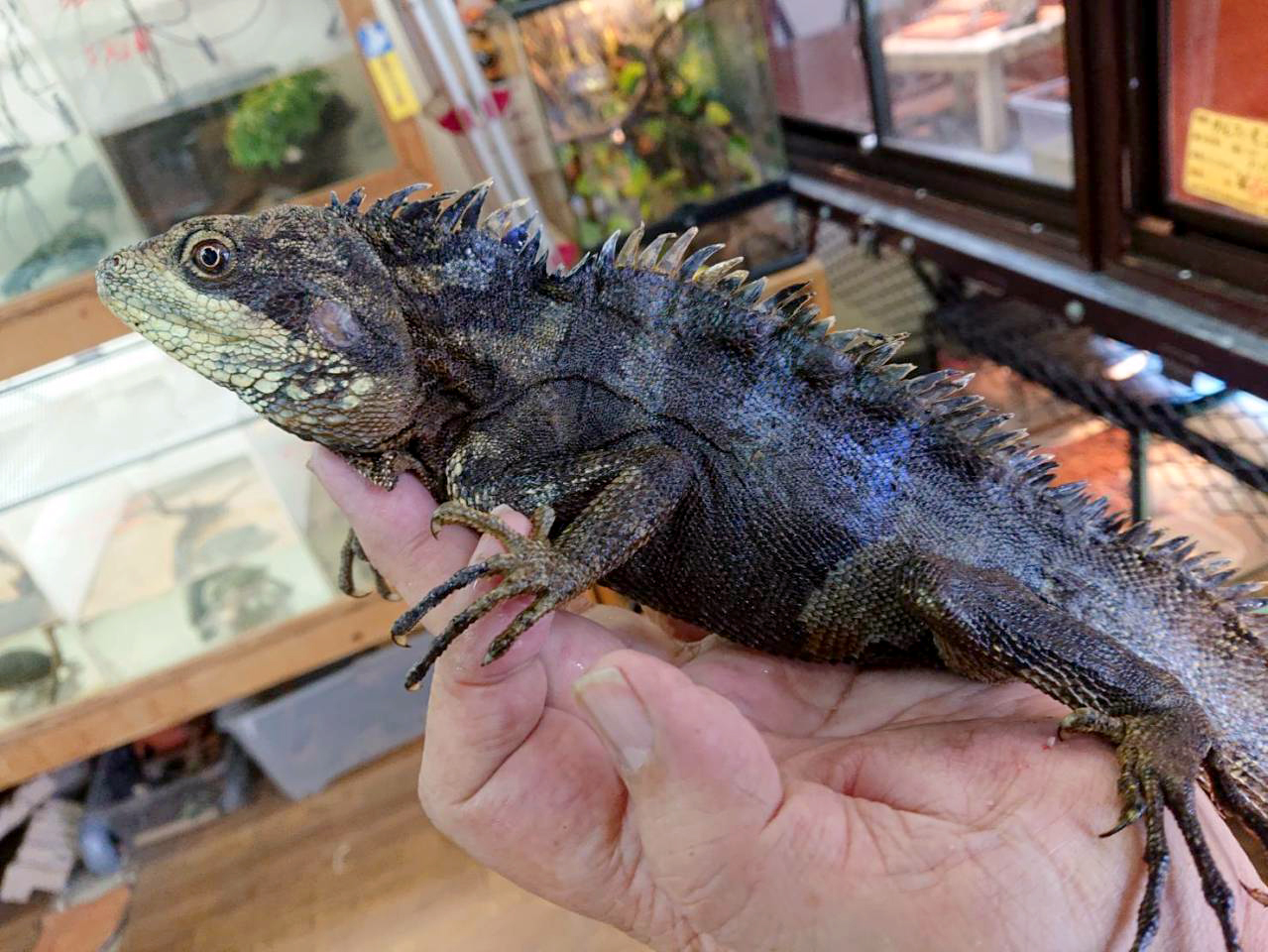 ソロモンジャイアントミナミモリドラゴン(2)