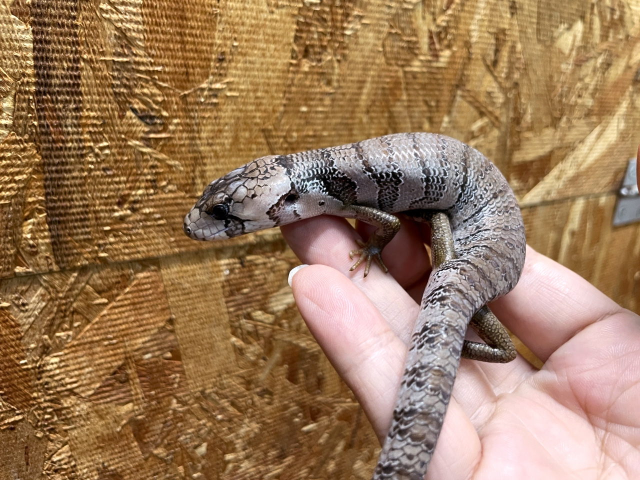 モモジタトカゲ(1)