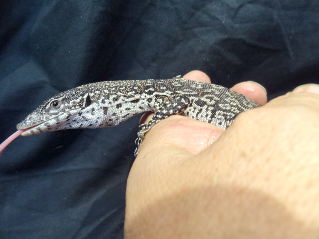 シミリスモニター(12)