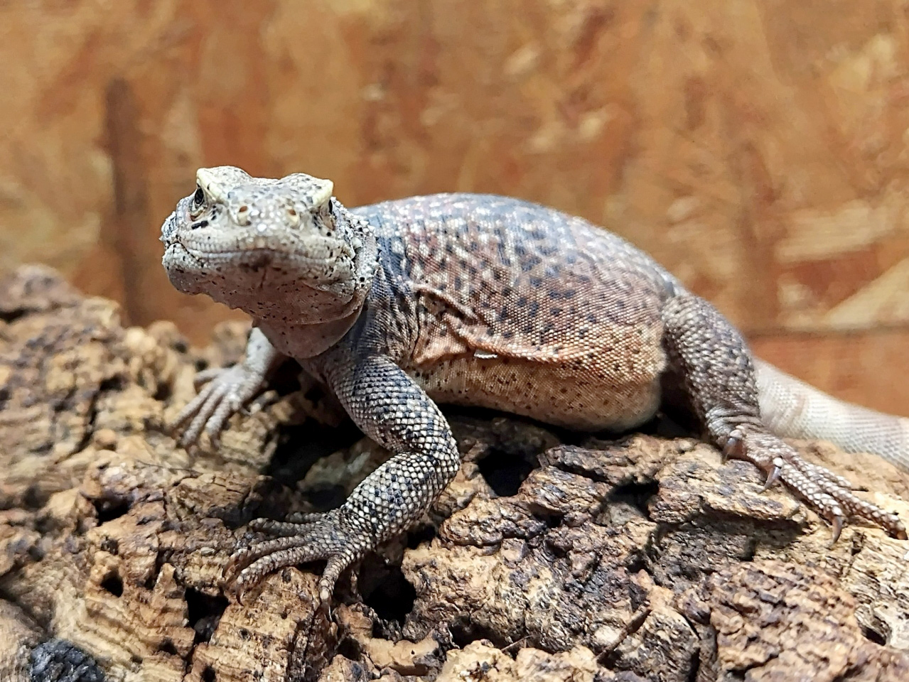 キタチャクワラ(3)