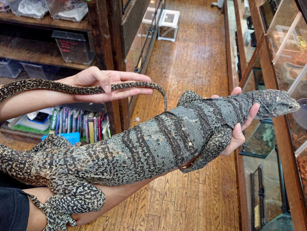 グレイモニター(2)