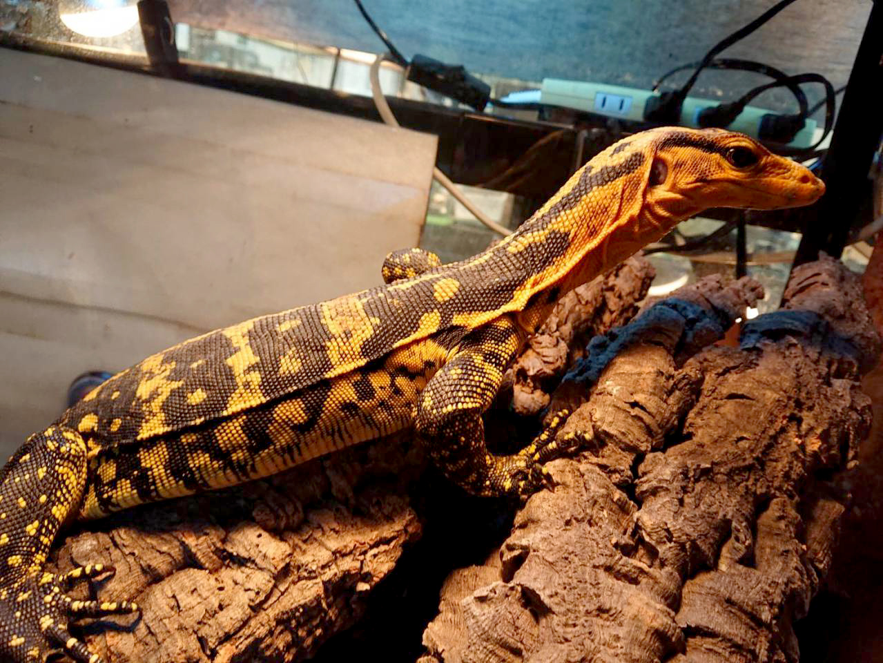 カミンギーモニター(6)