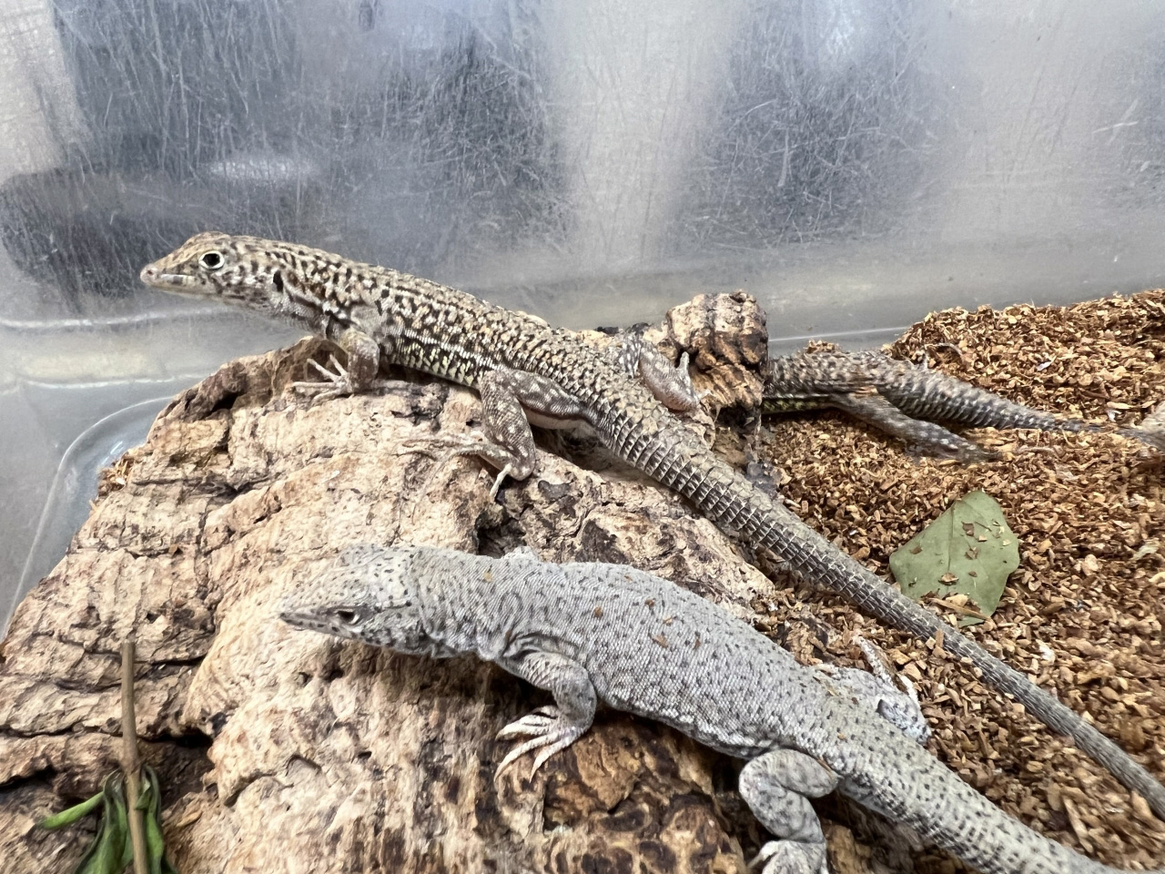 エジプシャンレオパードリザード(1)