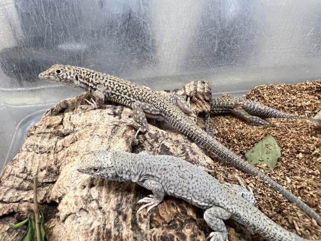 エジプシャンレオパードリザード