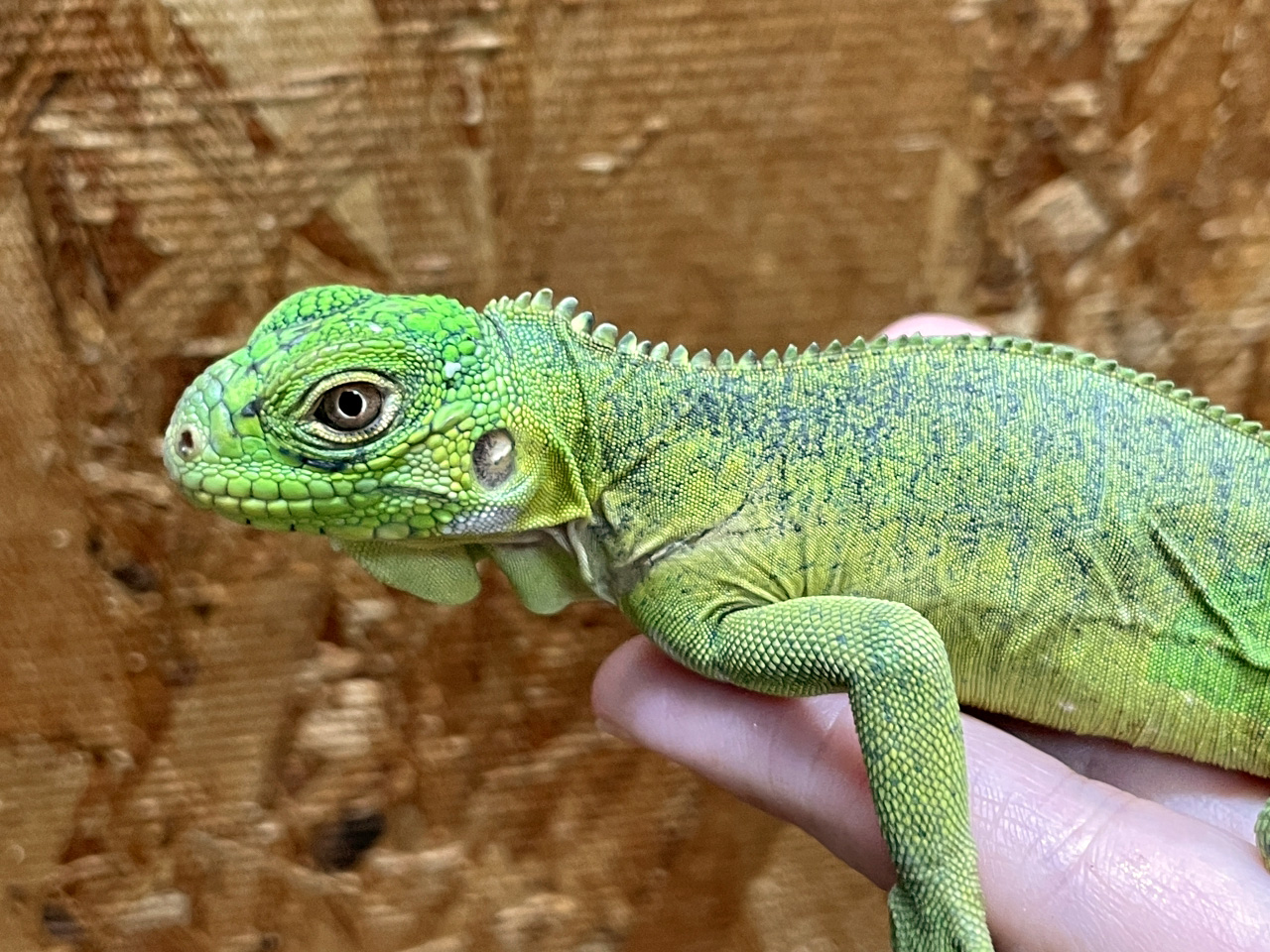 レッサーアンティルイグアナ(5)