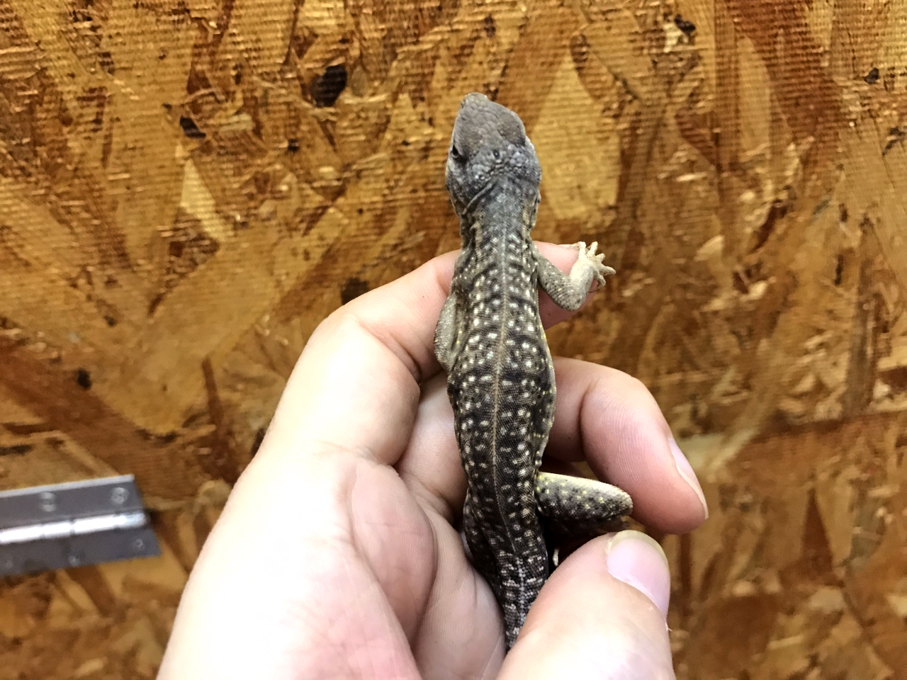 ミツメイグアナ(2)