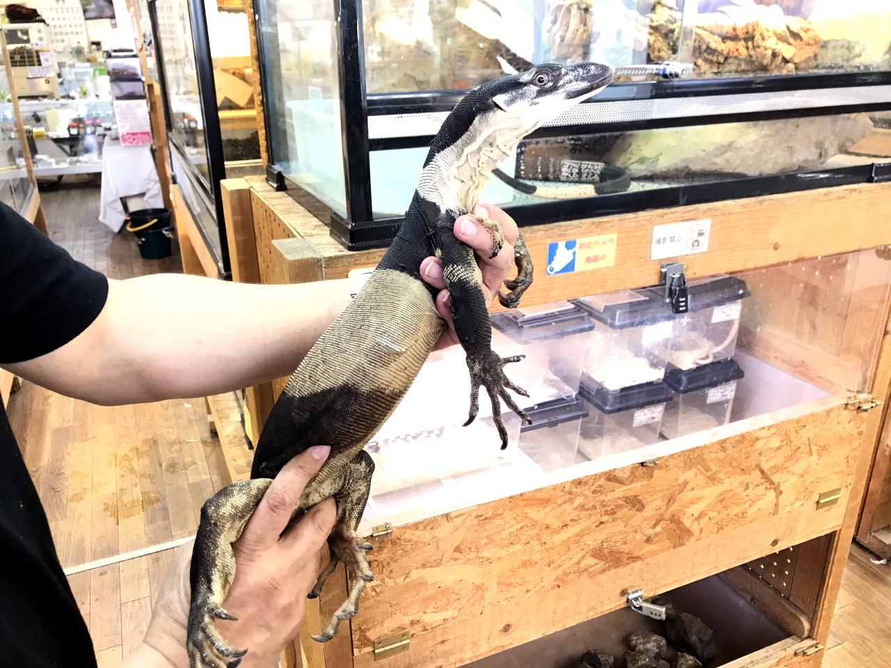 レースモニター(1)