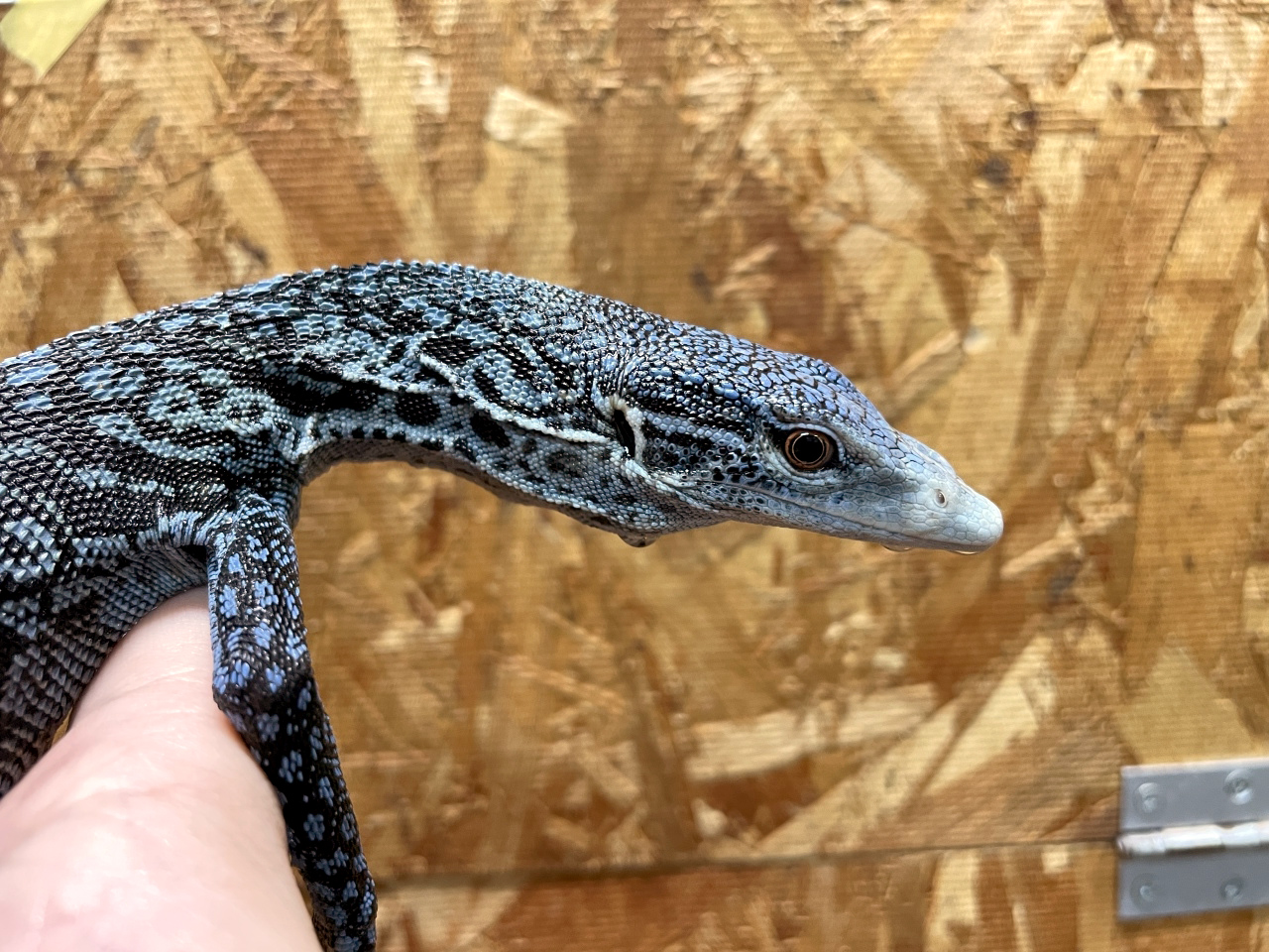 コバルトモニター(2)