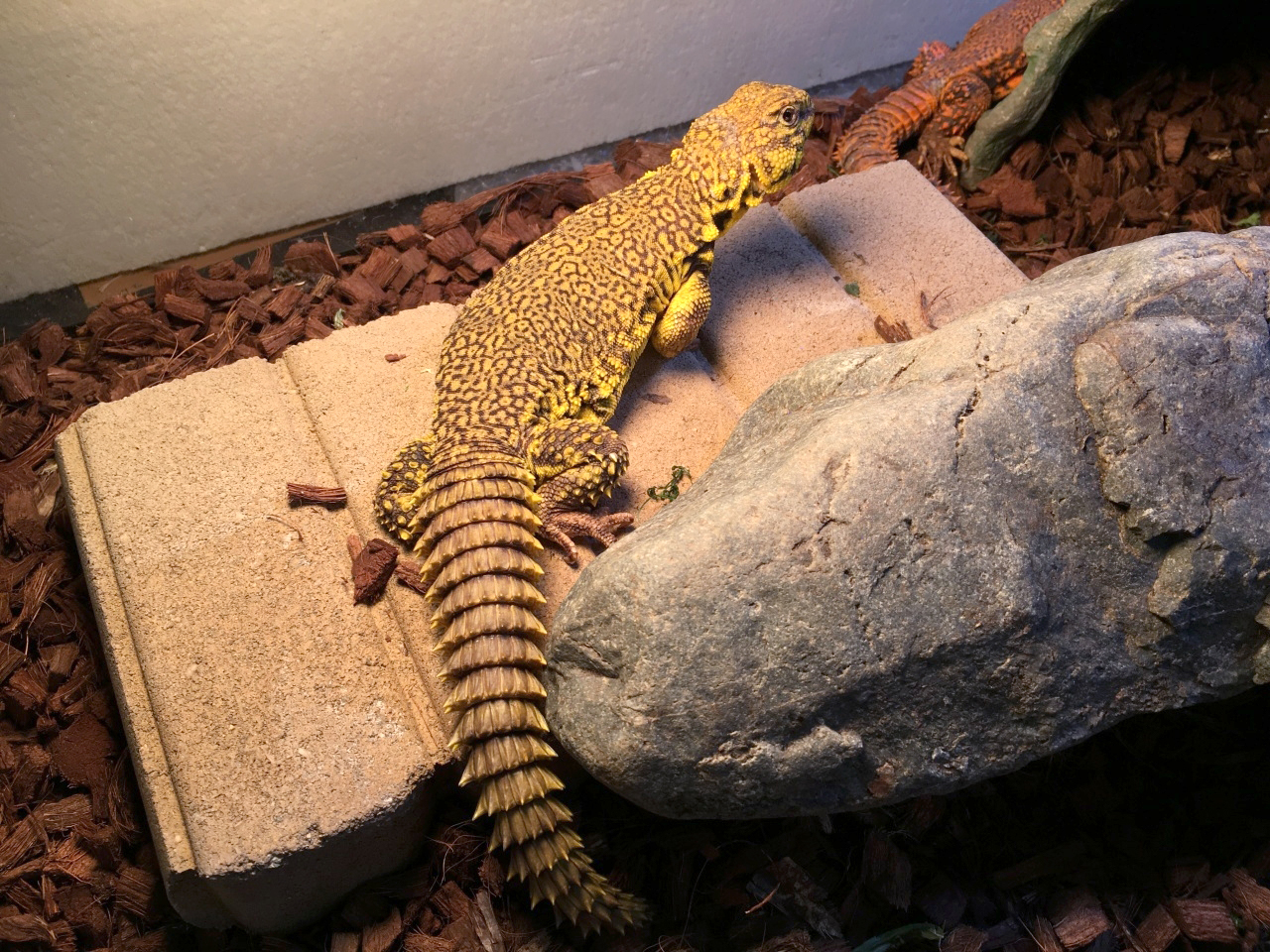 ゲイリートゲオアガマ(6)