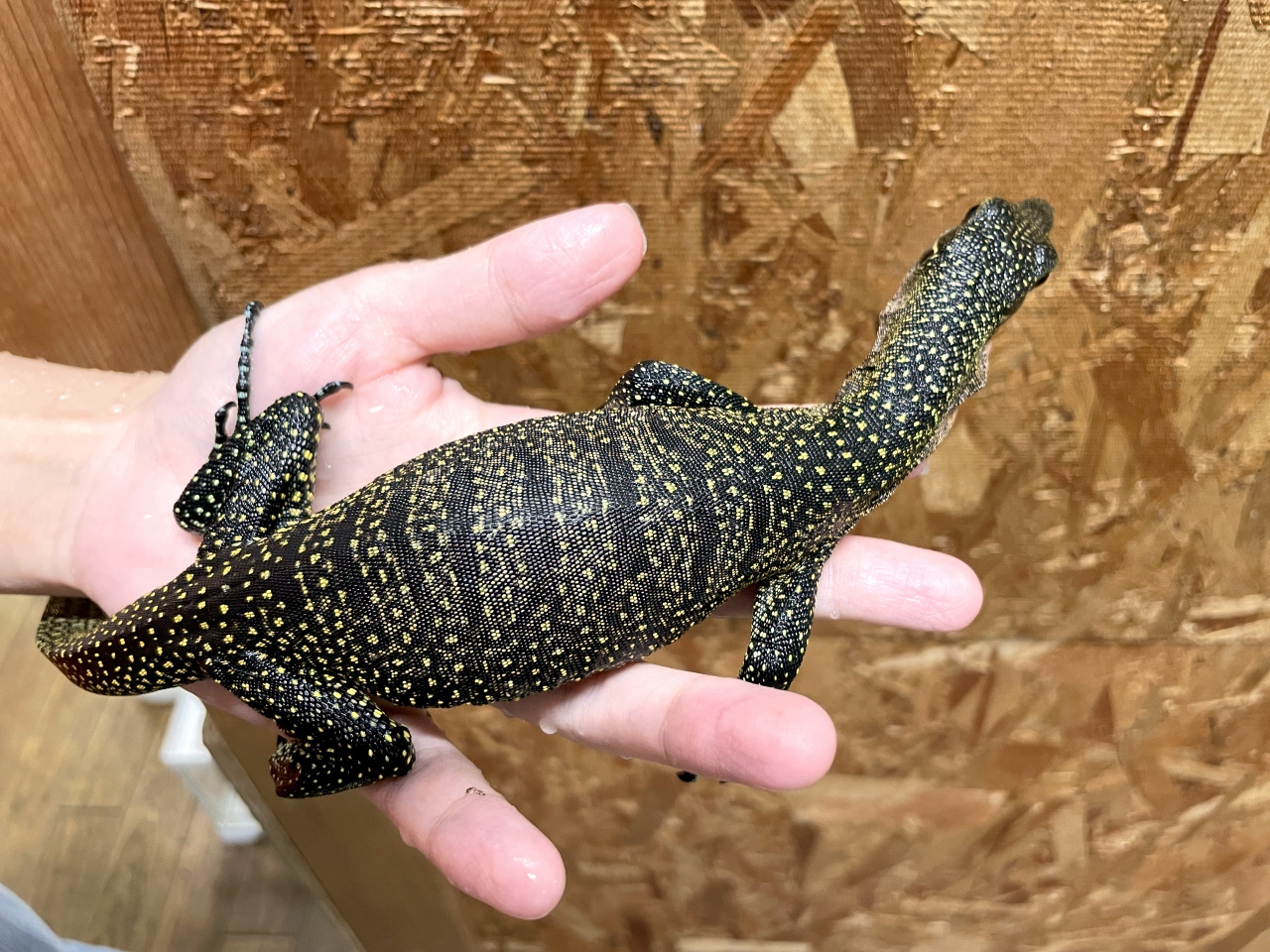 カールシュミットモニター(4)