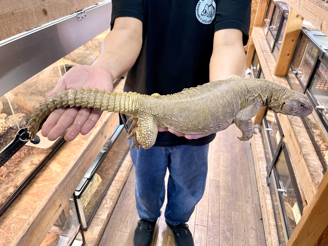 エジプトトゲオアガマ(6)