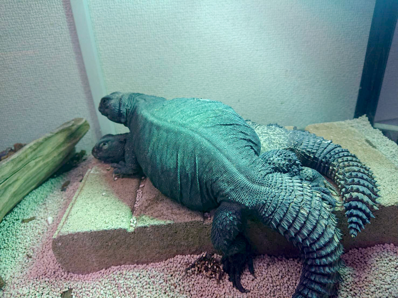 オビトゲオアガマ(3)