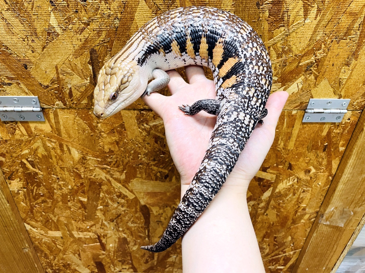 キタアオジタトカゲ(1)