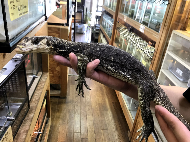 ホワイトヘッドモニター