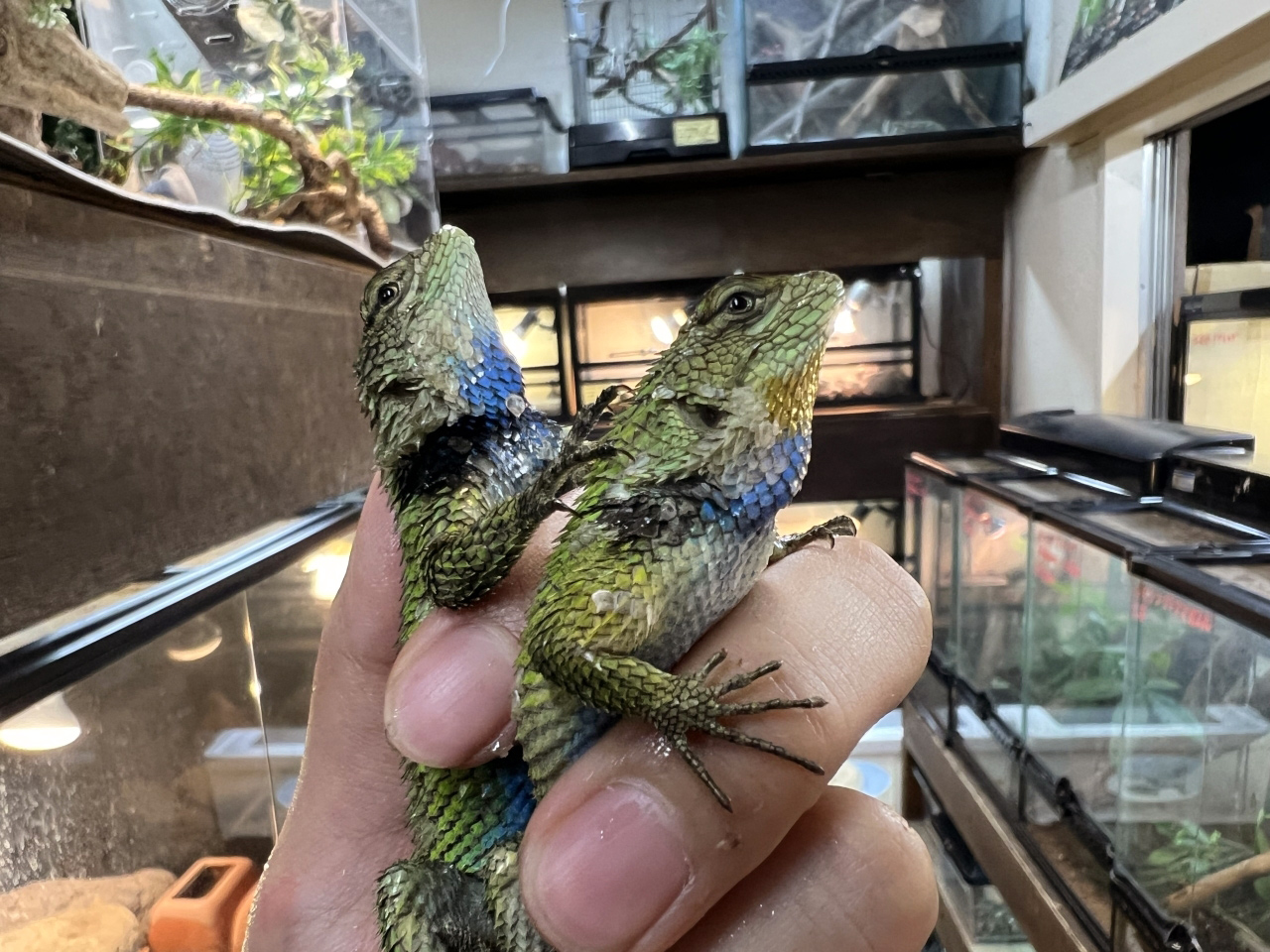 マラカイトハリトカゲ(7)