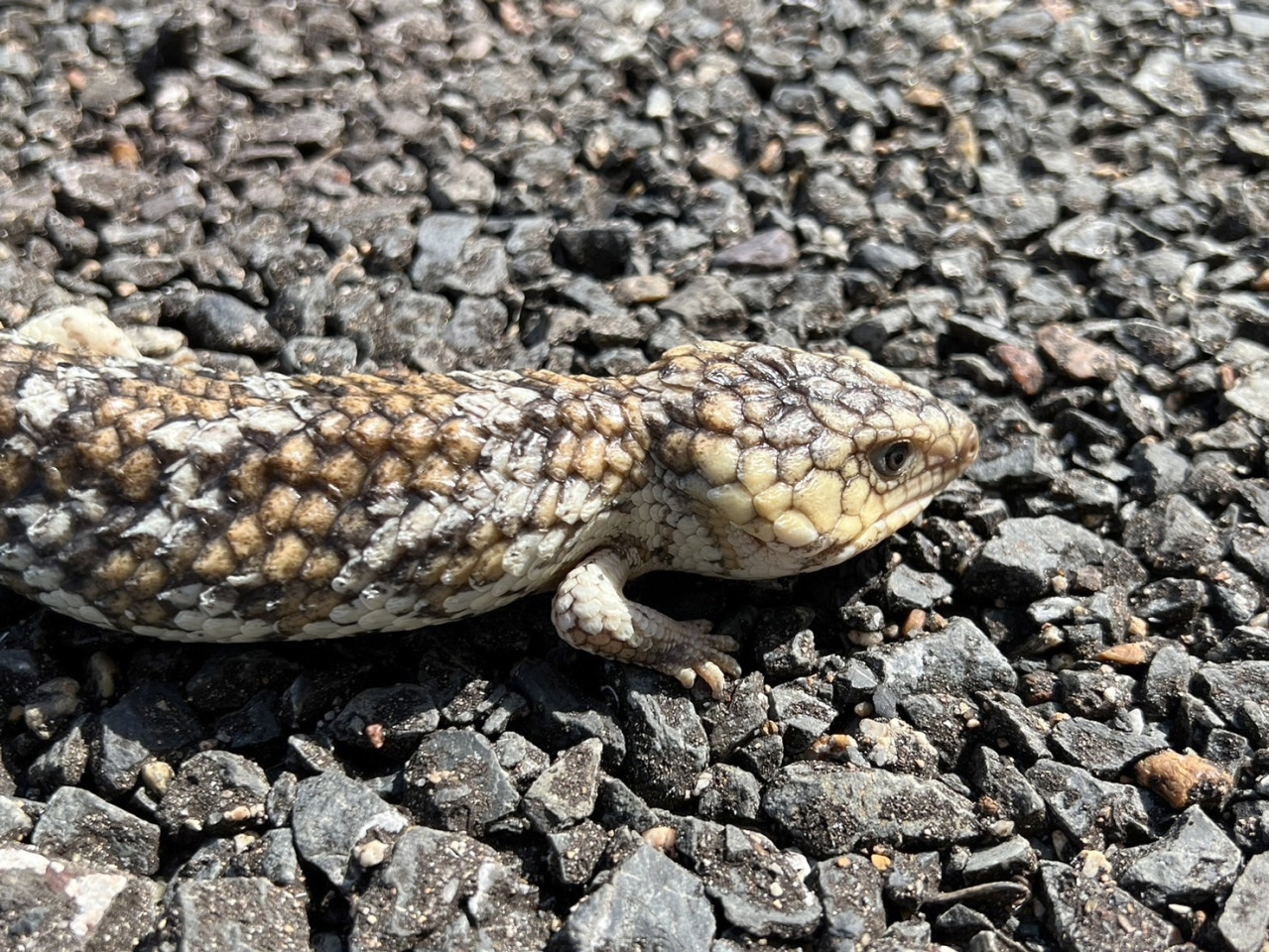 ニシマツカサトカゲ(10)